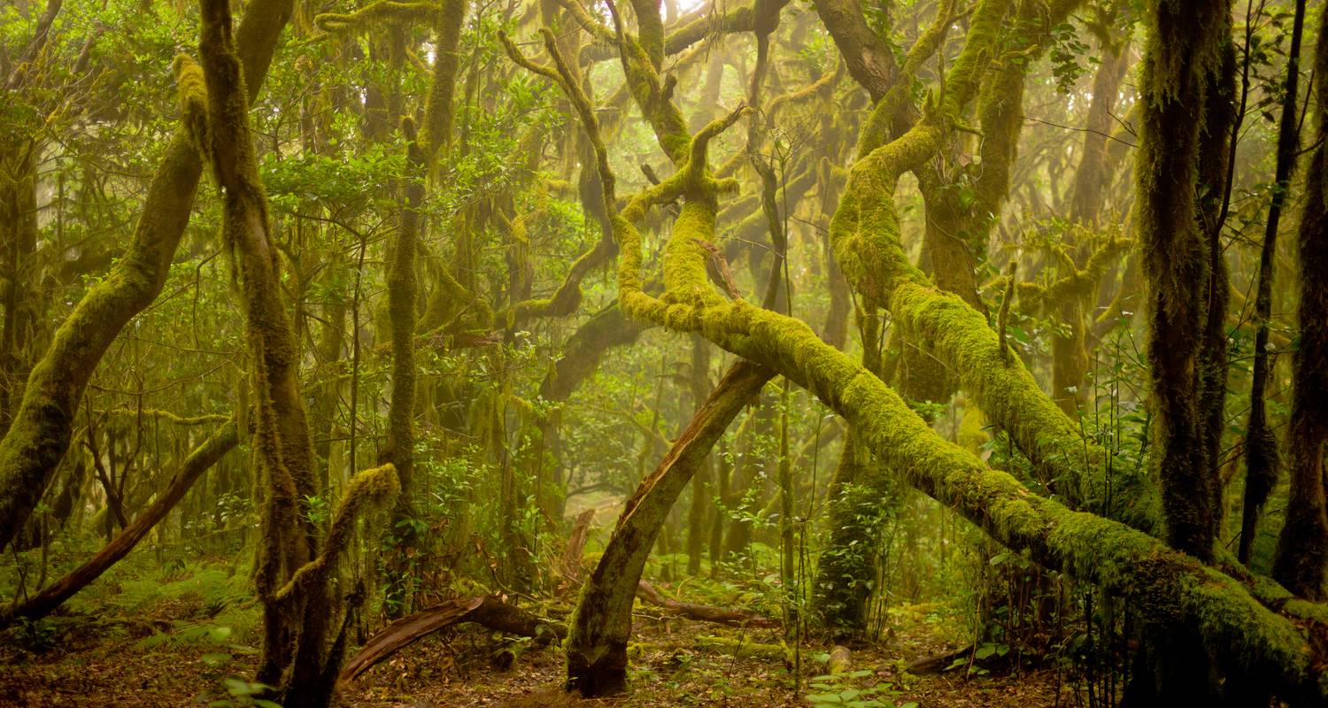 La Gomera individually - Best of GR 132 (8 days)