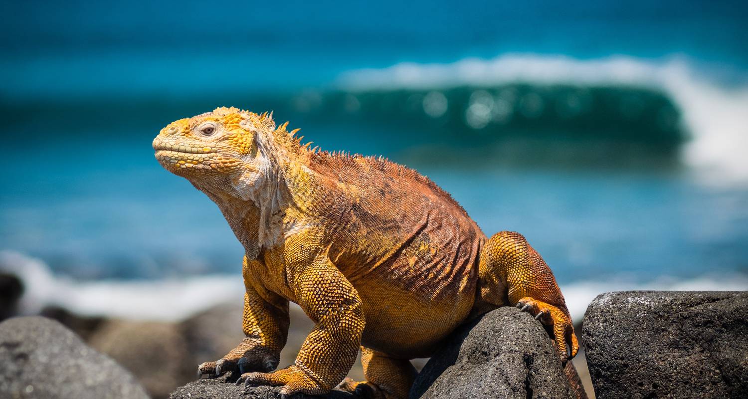 Animal Kingdom: Walk With Wildlife on the Galápagos Islands - TRIPS by Culture Trip