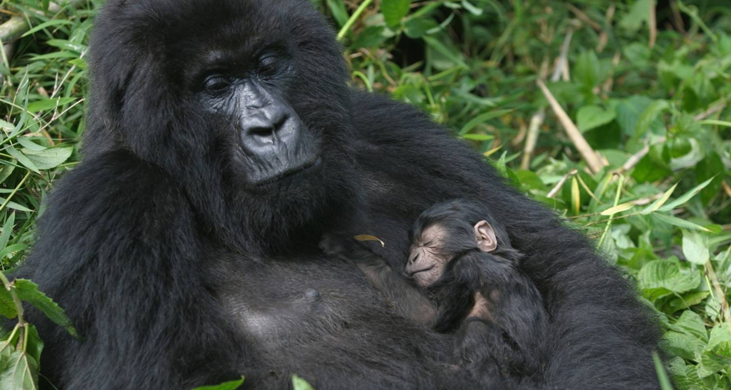 East Africa Safari: Gorillas and the Big Five - Intrepid Travel