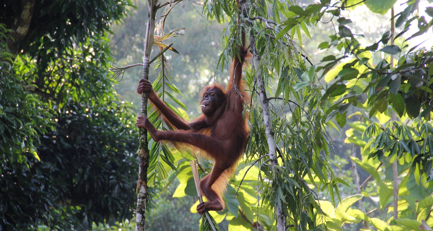 Into the Jungle: Wildlife Adventures in Borneo - TRIPS by Culture Trip