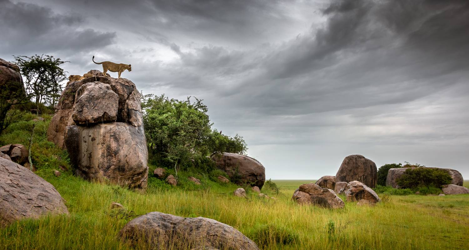 14 Days - African Big Cats Photographic Safari - Katikati Tours and Safaris