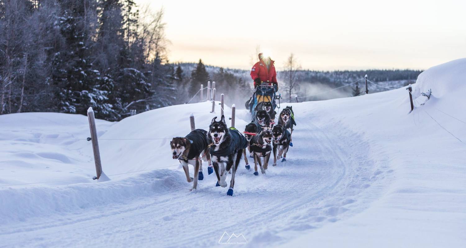 Dogsledding through Swedish Lapland - 50 Degrees North