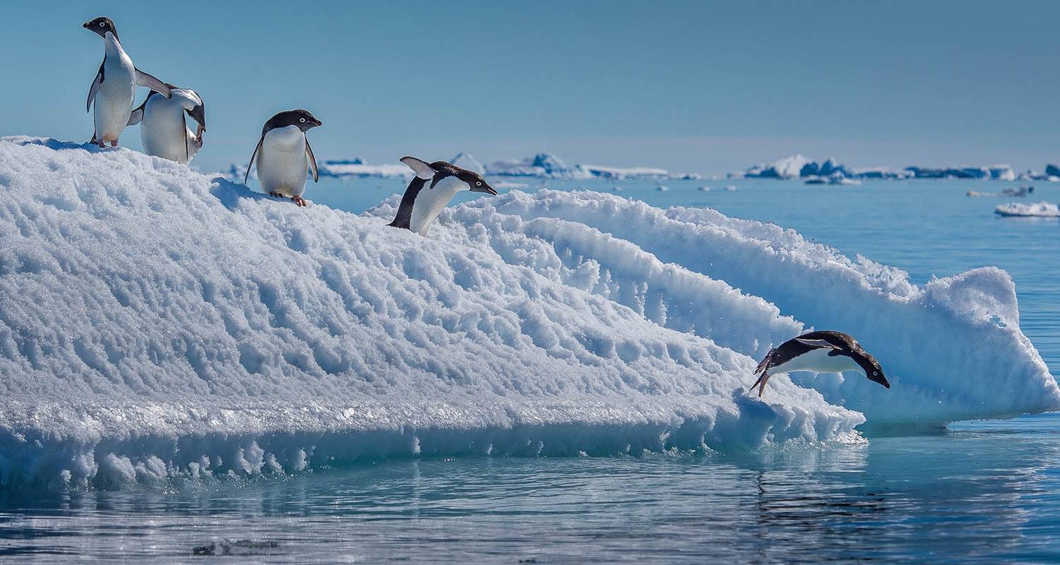 Wild Antarctica: Fly the Drake - Scenic Luxury Cruises & Tours