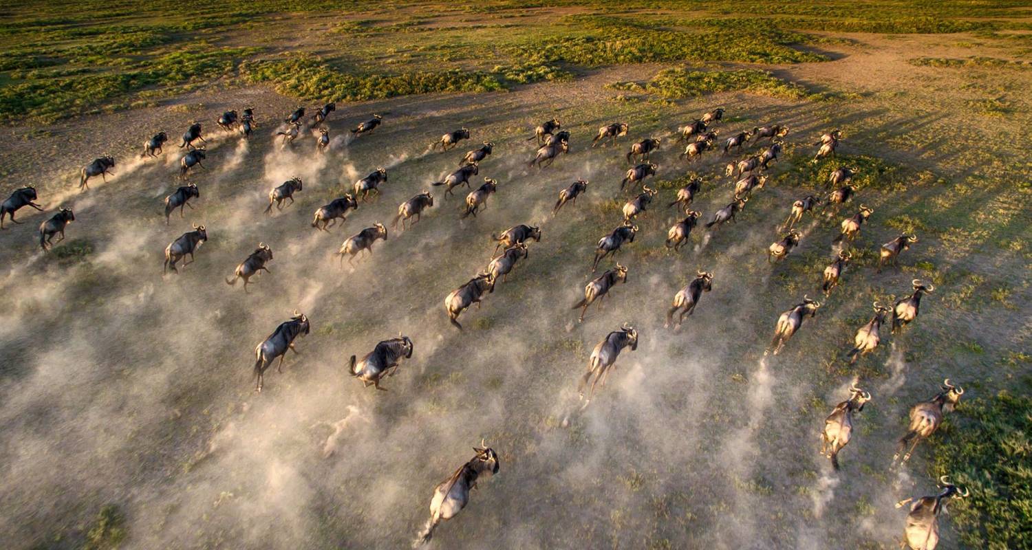 PHOTOGRAPHY  SAFARI - The Great Migration Calving Season  { February to April } - Expect In Africa Safari