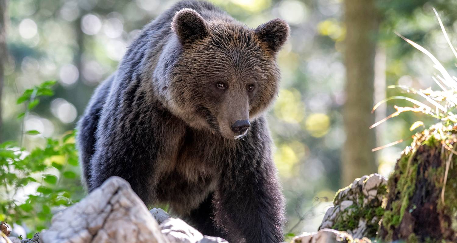 Braunbär-Fotografie - Bären & Spätsommer - Slovenian Bears