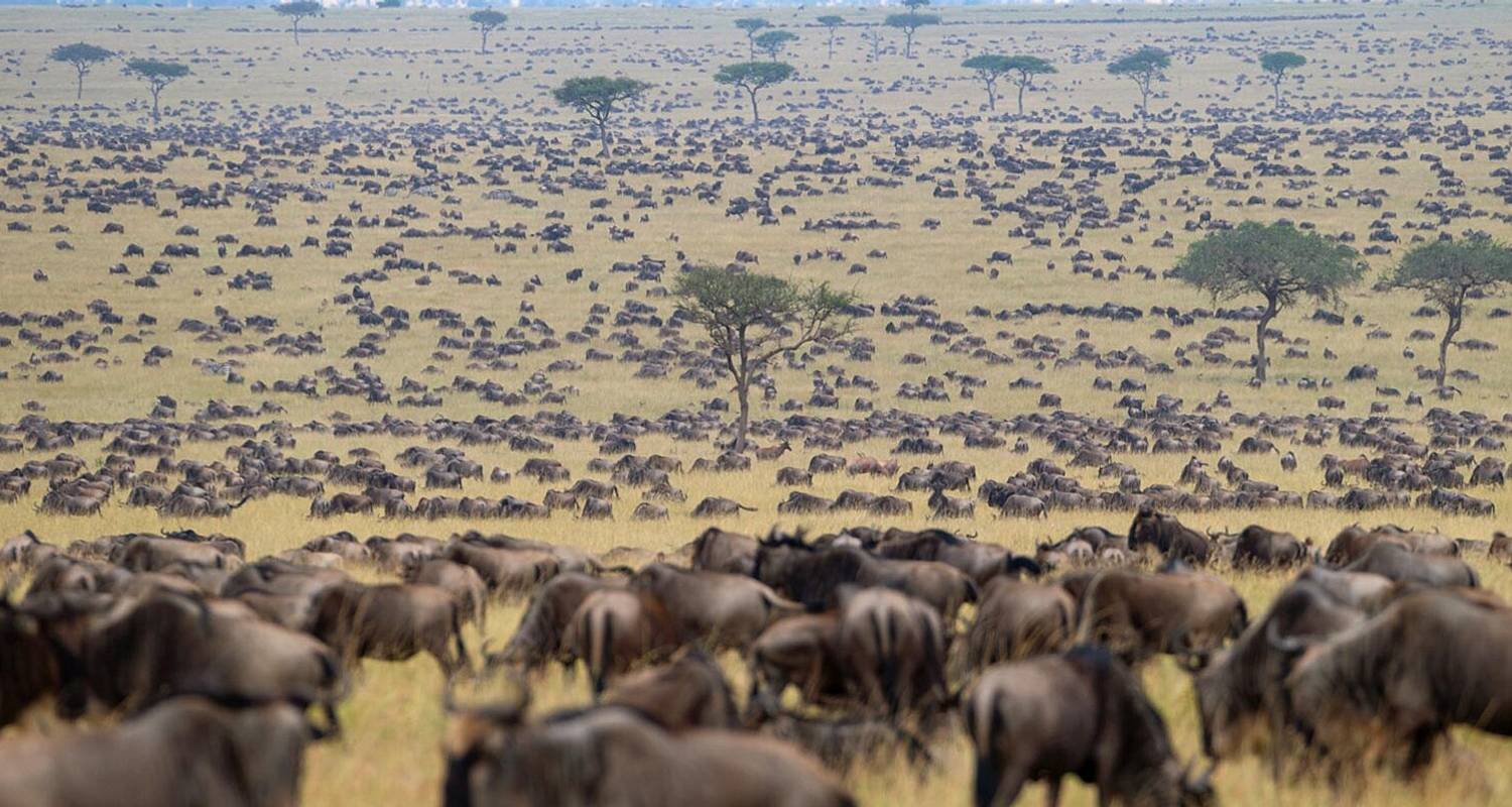 5 Days Masai Mara Wildebeest Migration Private Safari - Gracepatt Ecotours Kenya