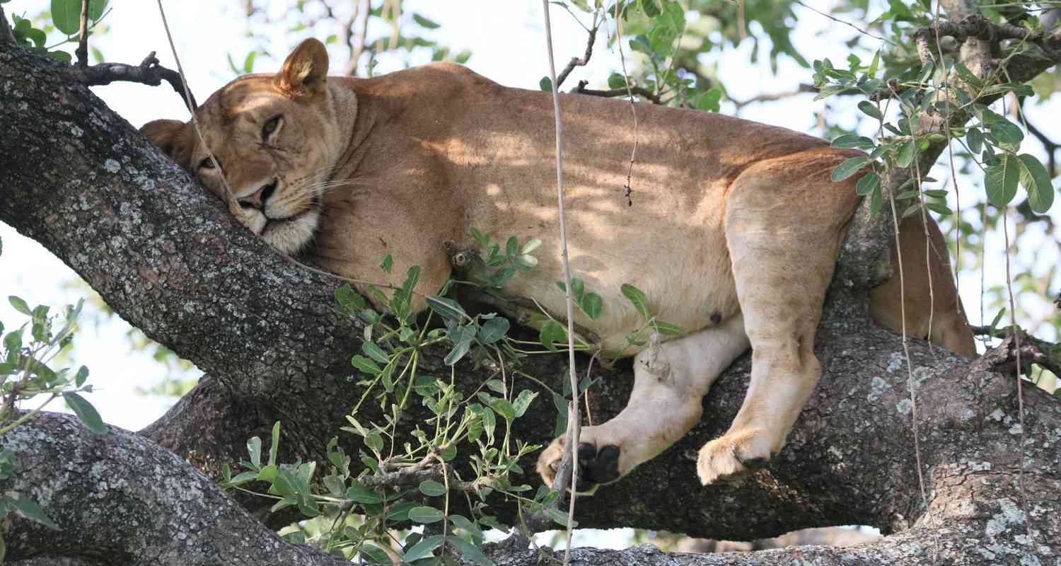 9-Day Uganda Wildlife Exclusive Fly-in Safari - Pamoja Tours and Travel 