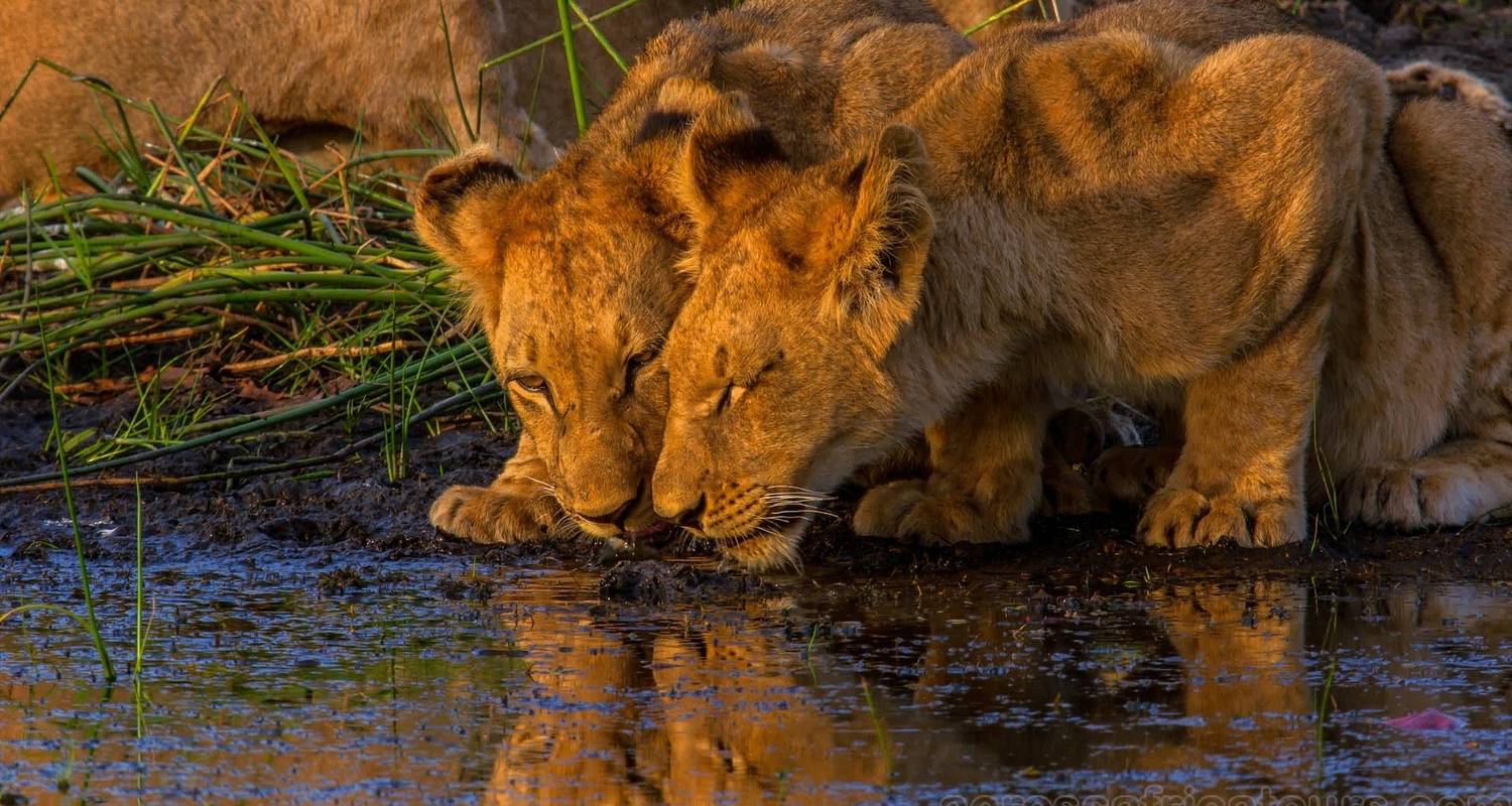 Circuits et voyages Privé – Parc Kruger