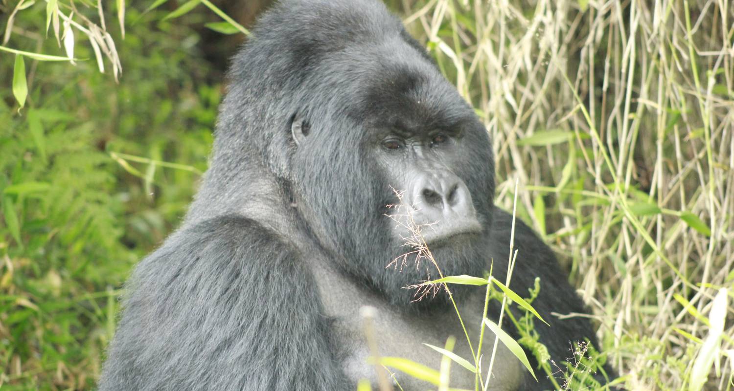 3 Days Lifetime Gorilla Tracking Safari in Uganda - Kenlink Tours And Travel