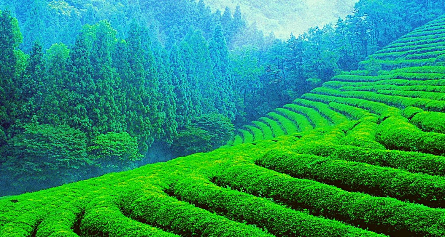 Un circuito privado de lujo a Munnar y Thekkady - desde Bombay con vuelos: Exóticas plantaciones de té y especias, Santuario de vida salvaje de Periyar - Adreva Trotter Pvt Ltd