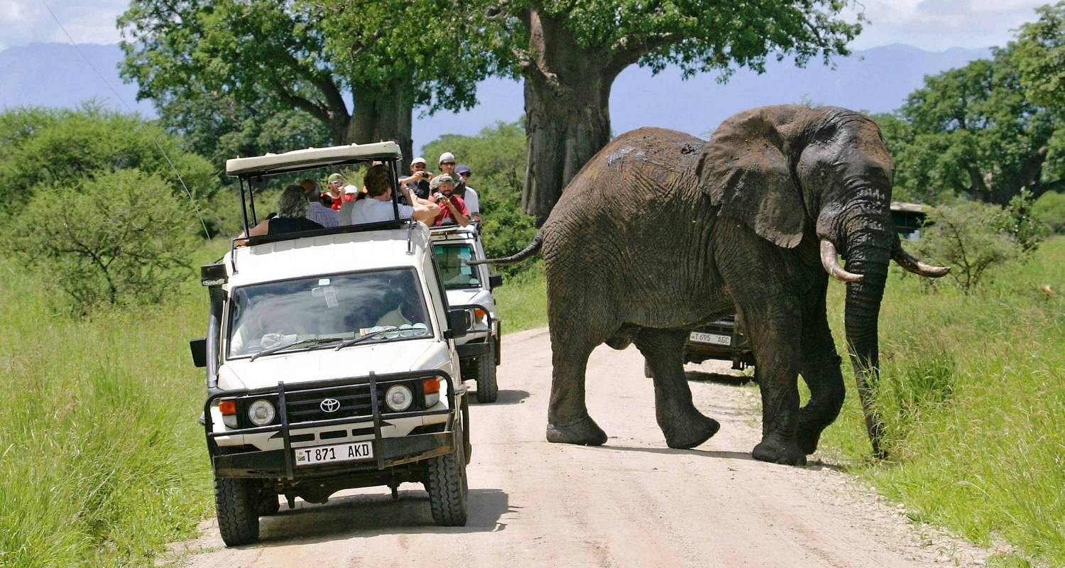 Safari nahe Arusha