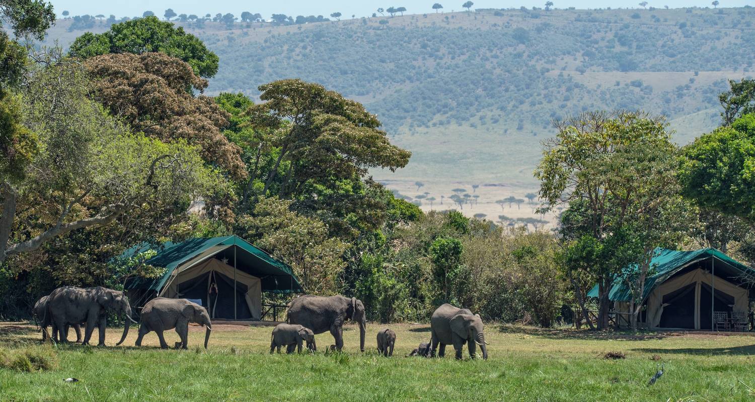 4 Dagen Tarangire, Serengeti & Ngorongoro Luxe Safari. - African Polecat Safaris