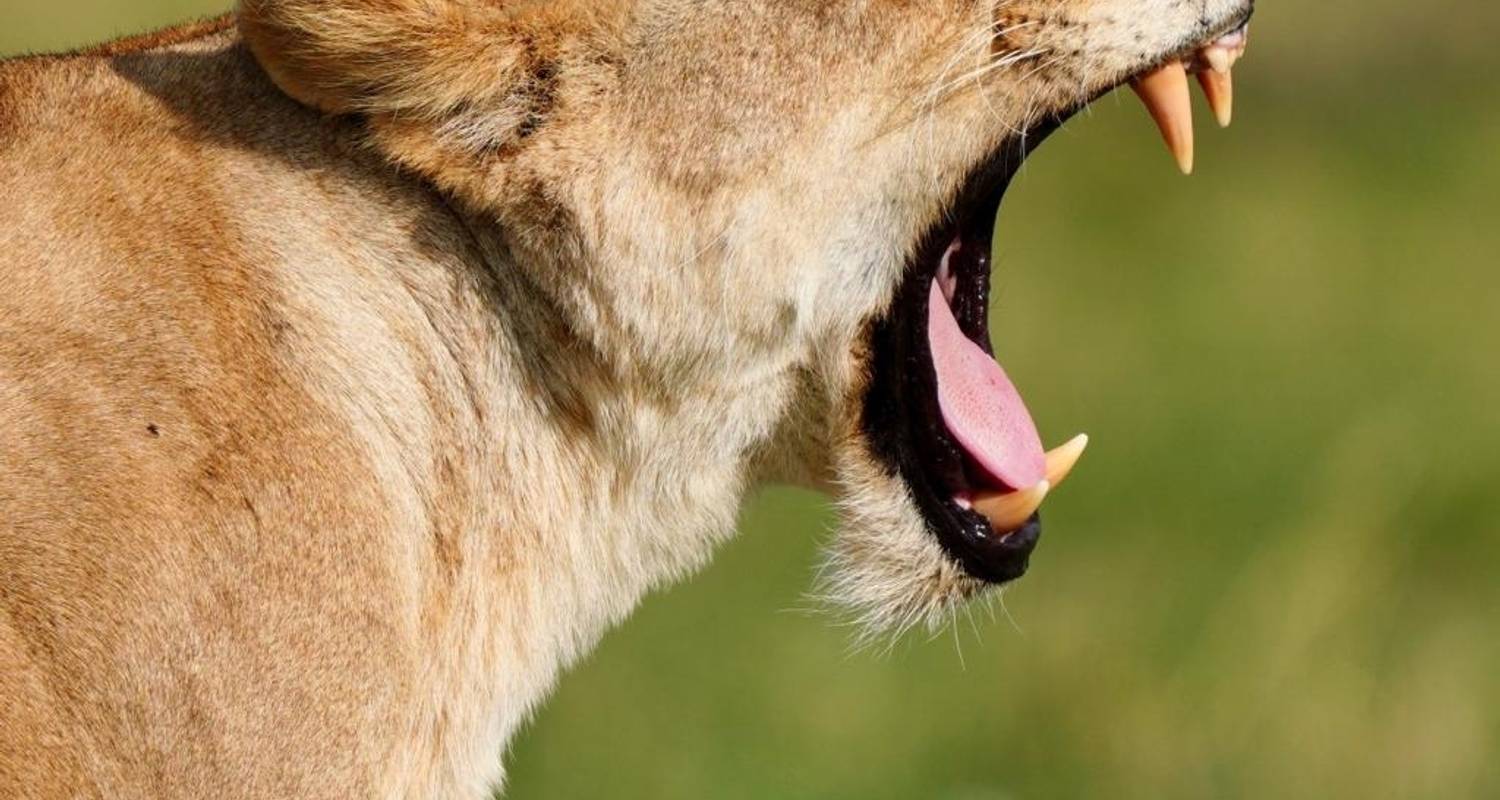 Best of Kenya Highlight Safari by African Adventure Specialists TourRadar