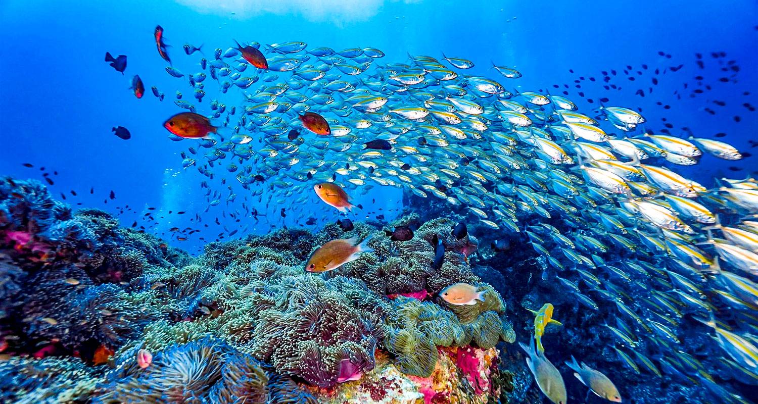 Tailor-Made Maldives Holiday at Thoddoo, Daily Departure & Private Guide