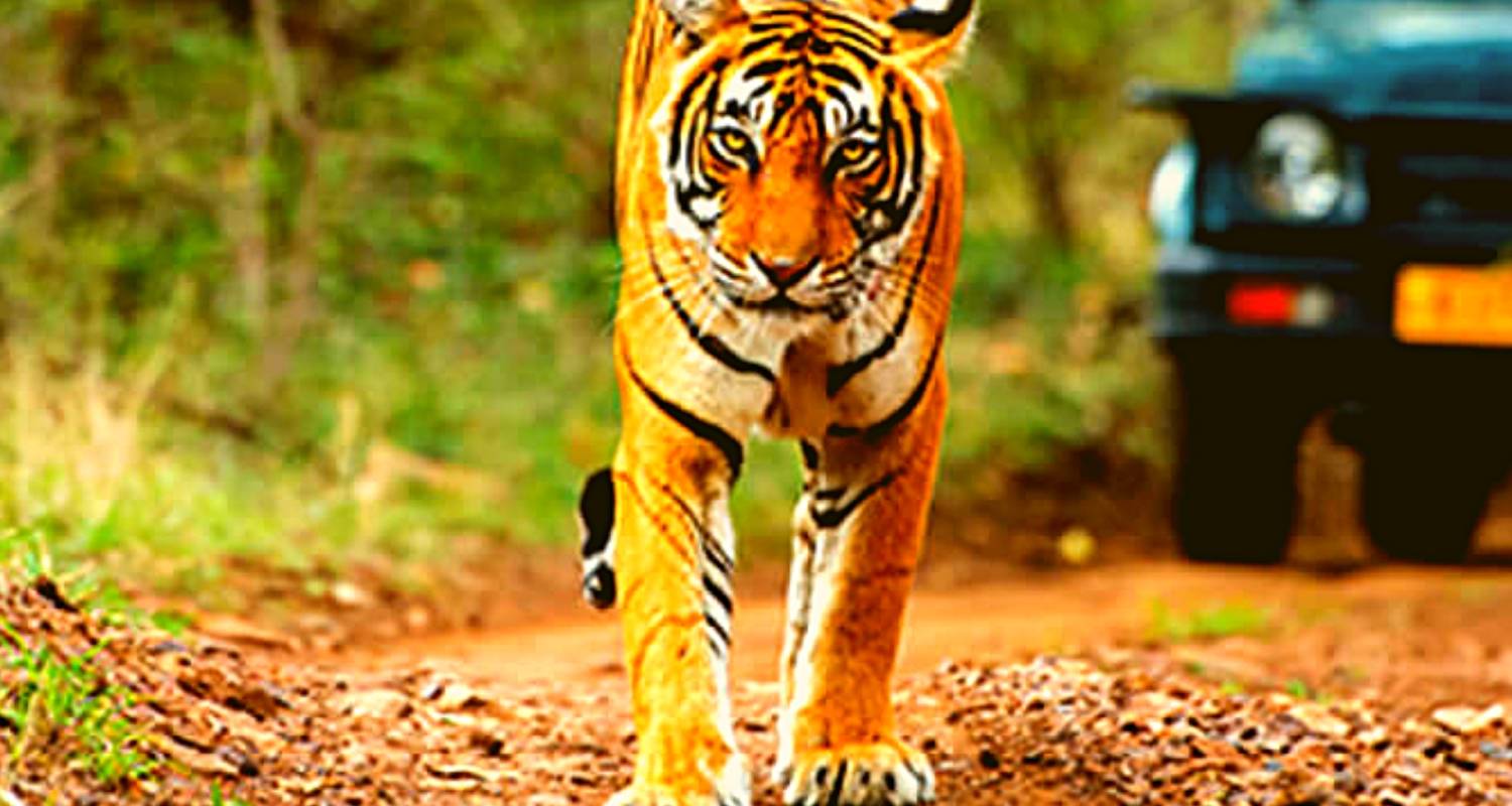 Luxury Wildlife Safaris to the Most Famous Tiger Reserves in India (From Hyderabad with flights): Tiger Sighting in Jim Corbett National Park - Adreva Trotter Pvt Ltd