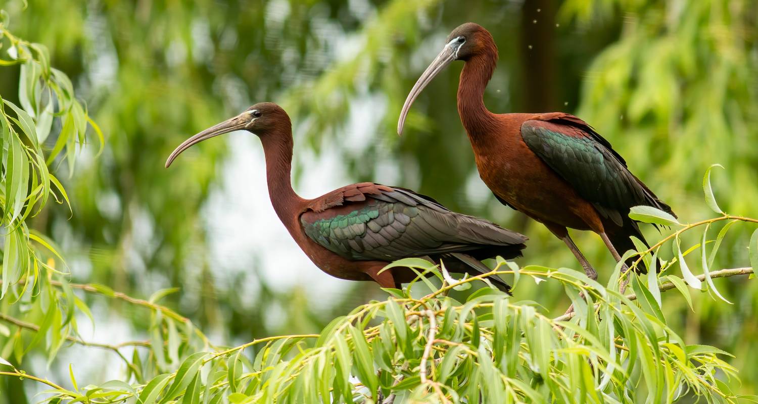 Courte escapade ornithologique dans le sud de la Bulgarie et le nord de la Grèce - Traventuria