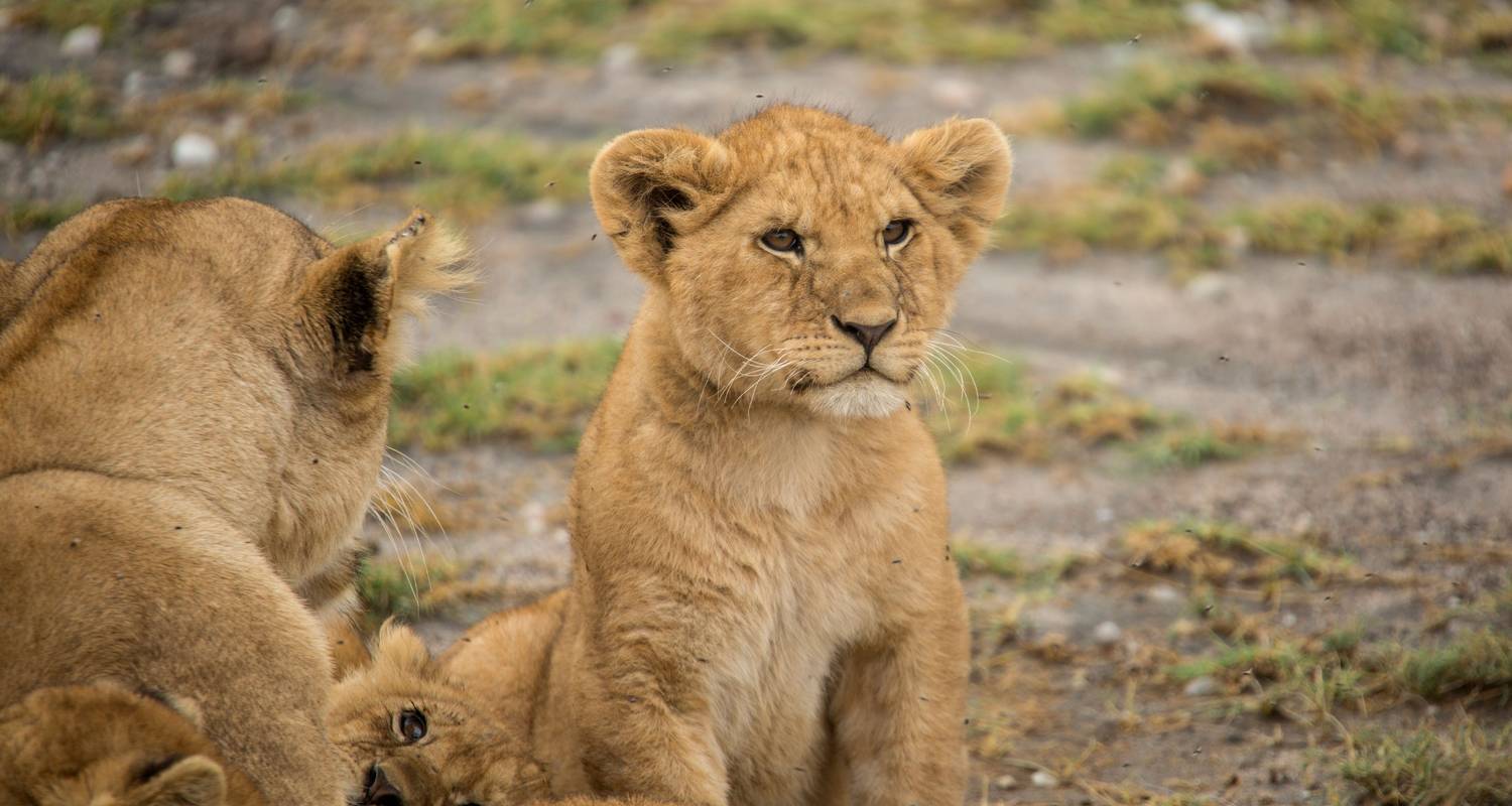 Tanzania Family Journey: A Serengeti Safari - G Adventures