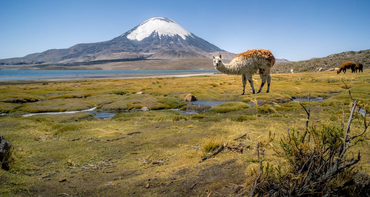 Trek des hauts plateaux - Chili et; s Atacama - Crooked Compass