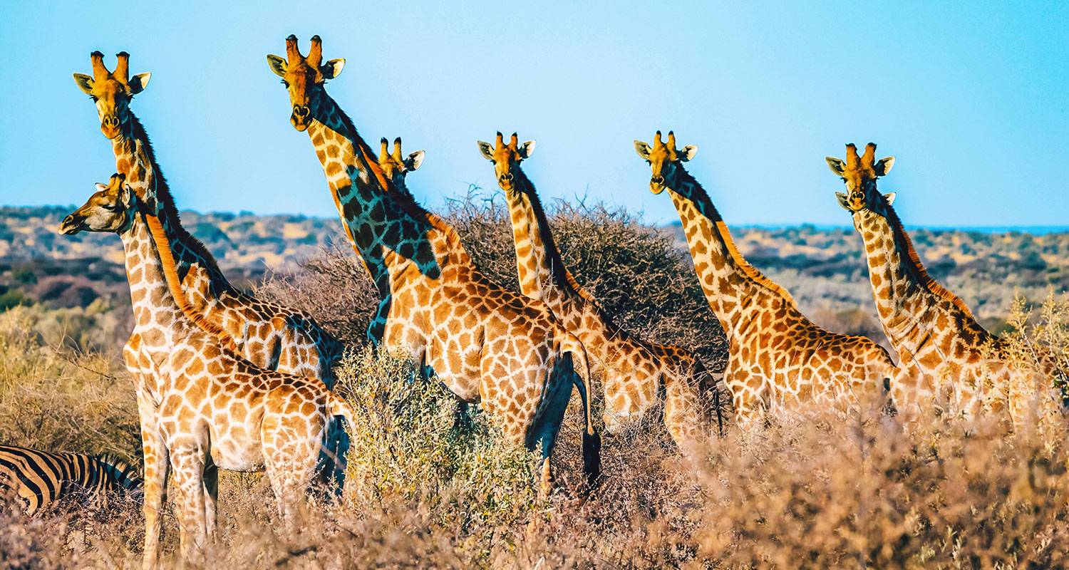 Los mejores viajes familiares a Namibia hechos a medida con safari y coche privado - Agate Travel