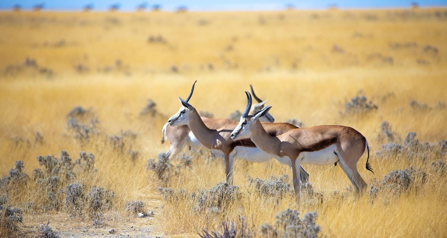 Namibia Sightseeing Safari 10 Tage 9 Nächte - Across Africa Tours & Travel