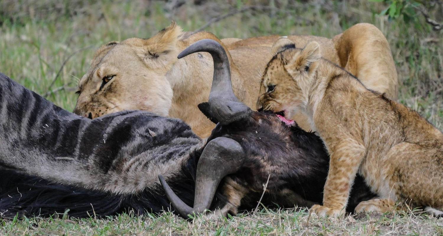 SPECIALE SAFARI VAN 4 DAGEN IN HET SMELTSEIZOEN (SERENGETI, NDUTU-GEBIED & NGORONGOROKRATER) - Afrishare Trekking And Safaris