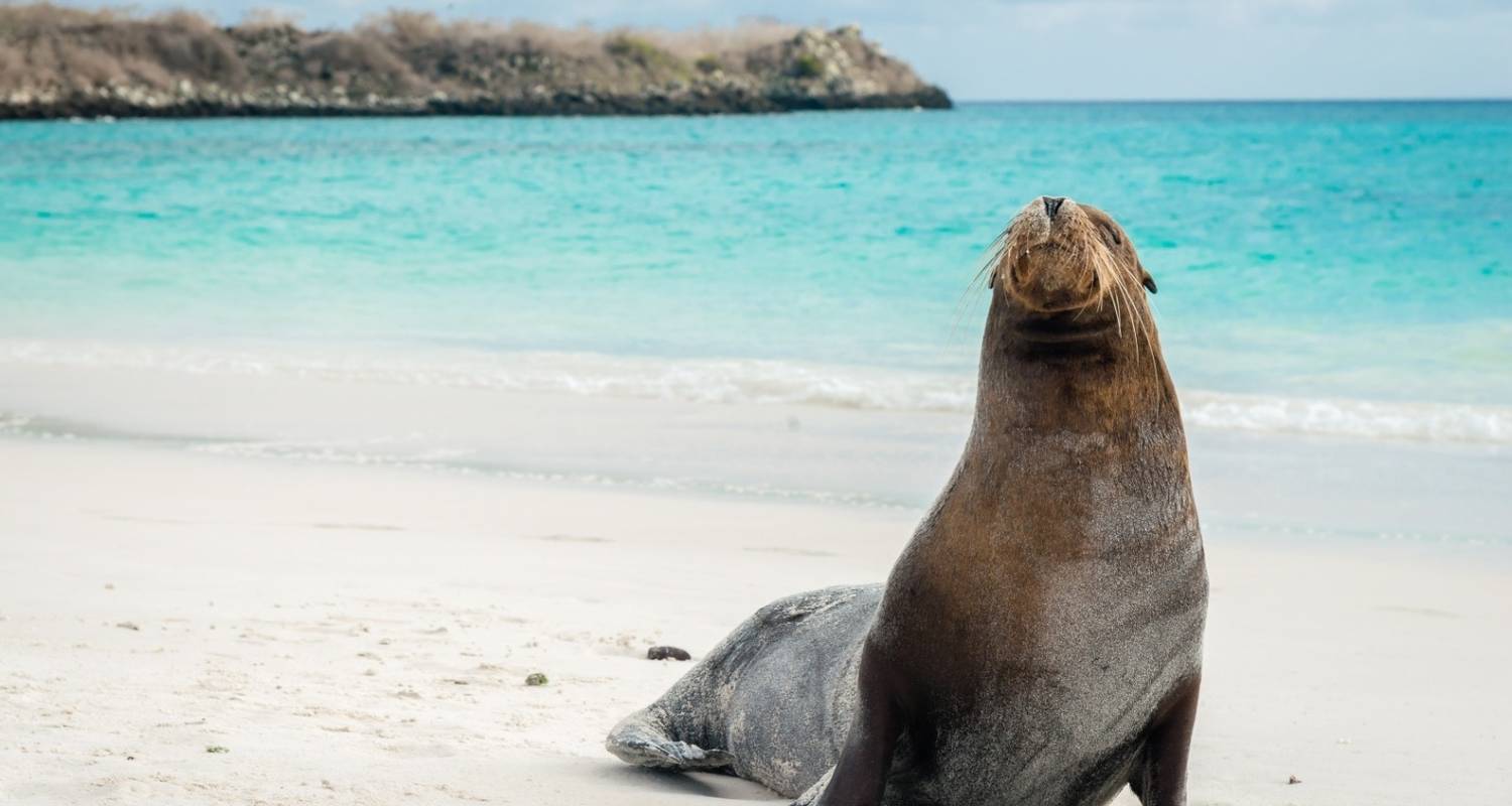 Équateur et îles Galapagos - Wingbuddy