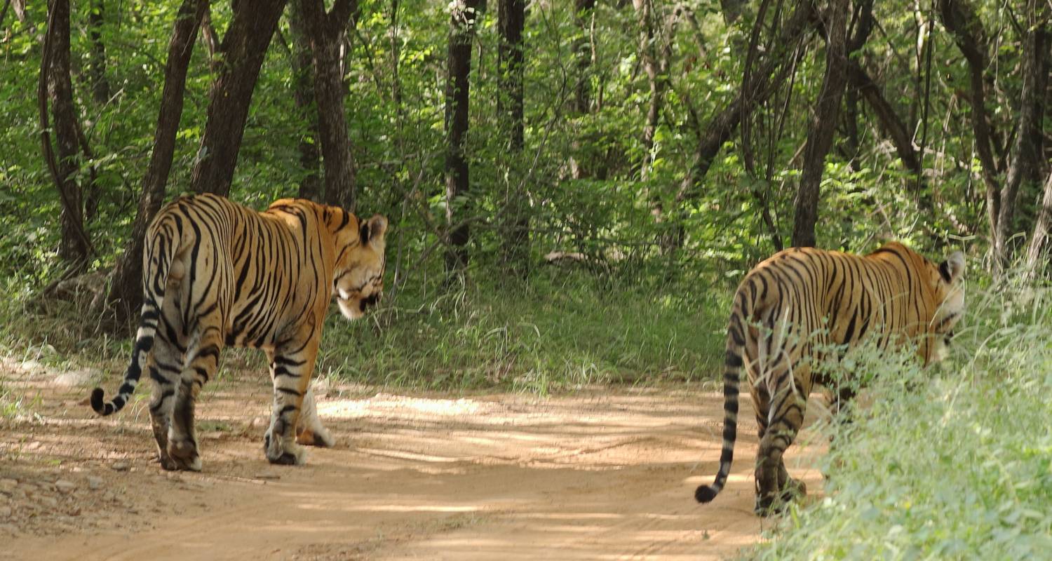 Golden triangle tour Ranthambore with Amritsar All inclusive