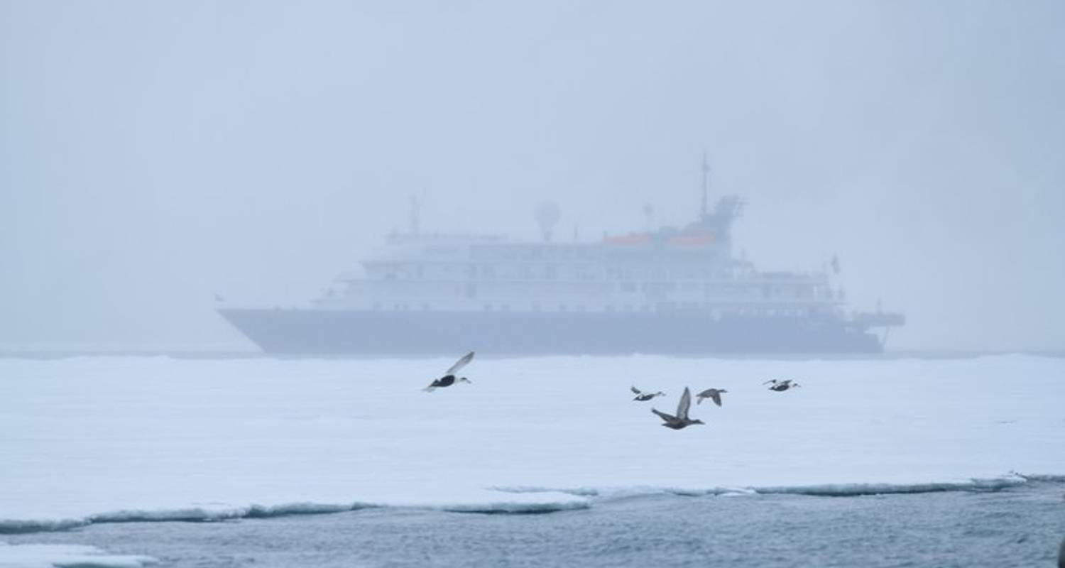 In-Depth Exploration in the Land of the Polar Bear