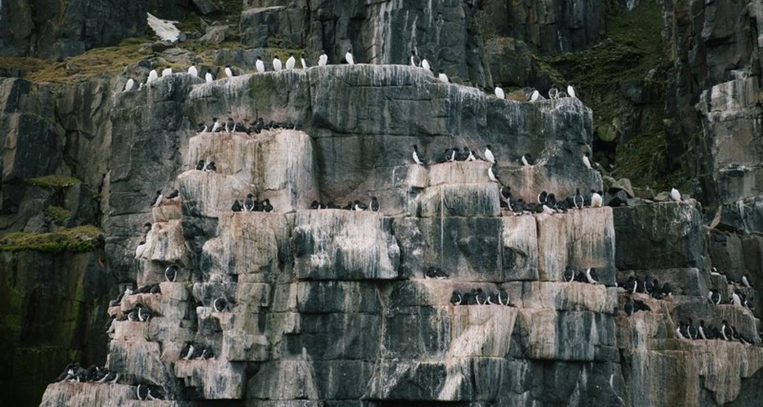 In-Depth Exploration in the Land of the Polar Bear