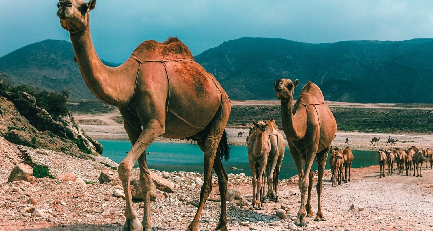 Tailor-Made Best Oman Tour with Daily Departure & Private Trip