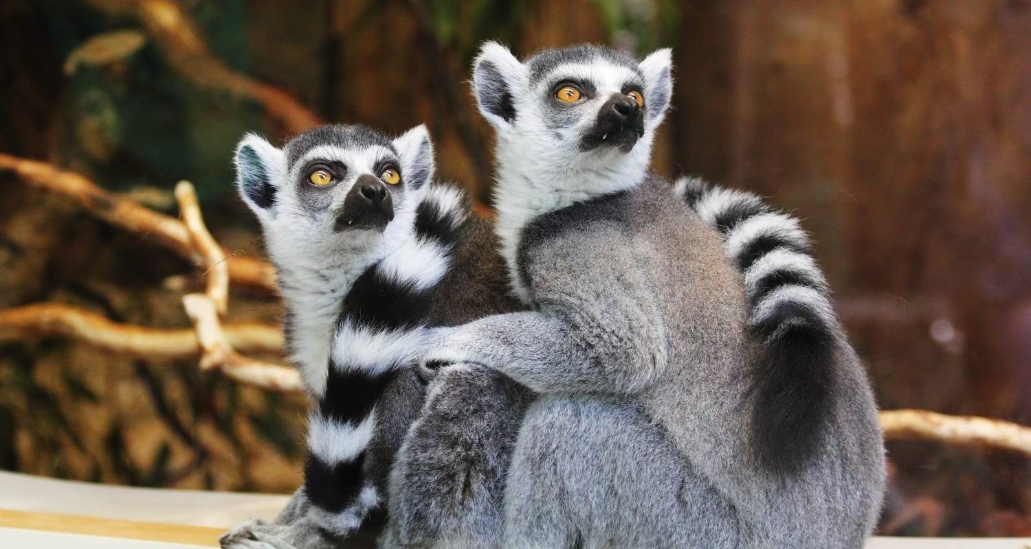 Andasibe Lemur Abenteuerreise (Komfort) - 4 Tage - Across Africa Tours & Travel