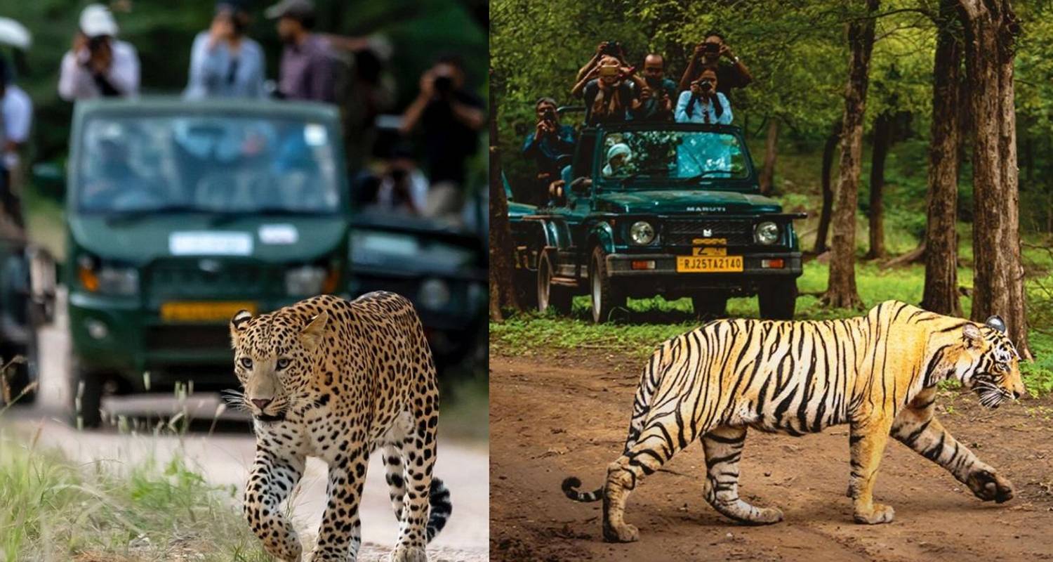 Golden Triangle Tour with Ranthambore & Jhalana Leopard Safari - Agra Taj Visit