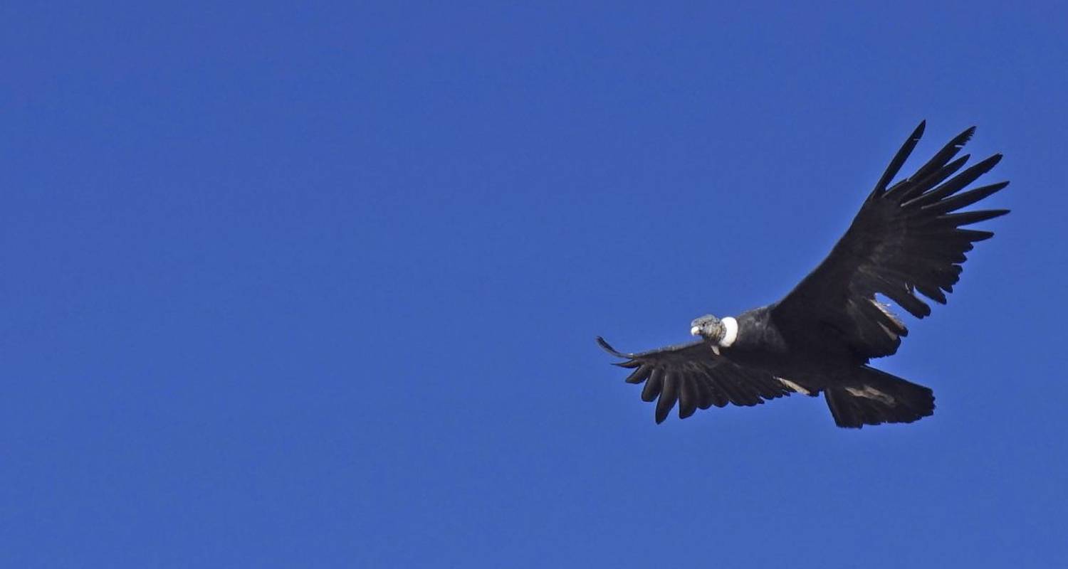 Wilde natuurwonderen aan het einde van de wereld - DIAMIR Erlebnisreisen