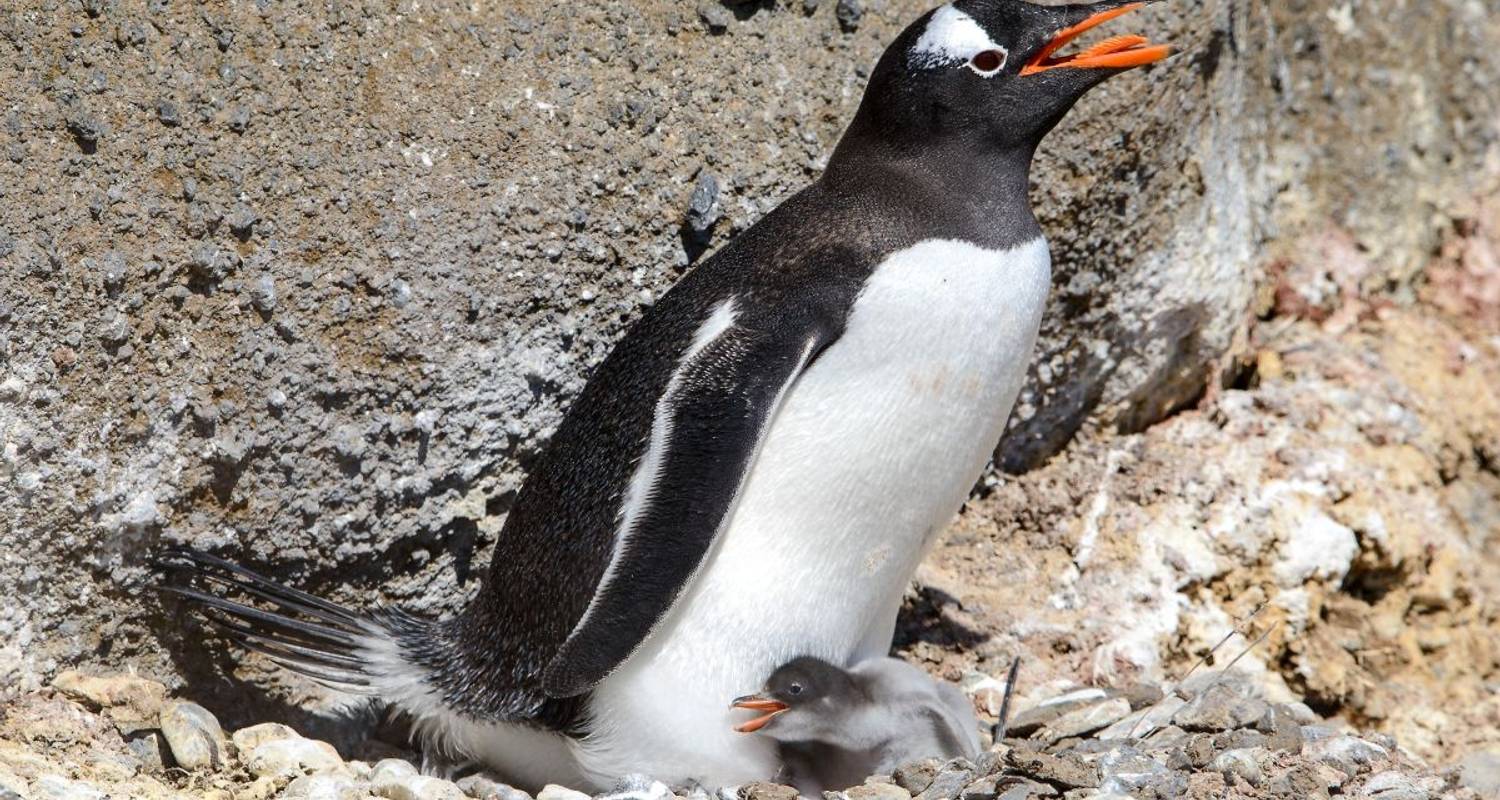 Le grand voyage en Antarctique avec Sandra Petrowitz - DIAMIR Erlebnisreisen