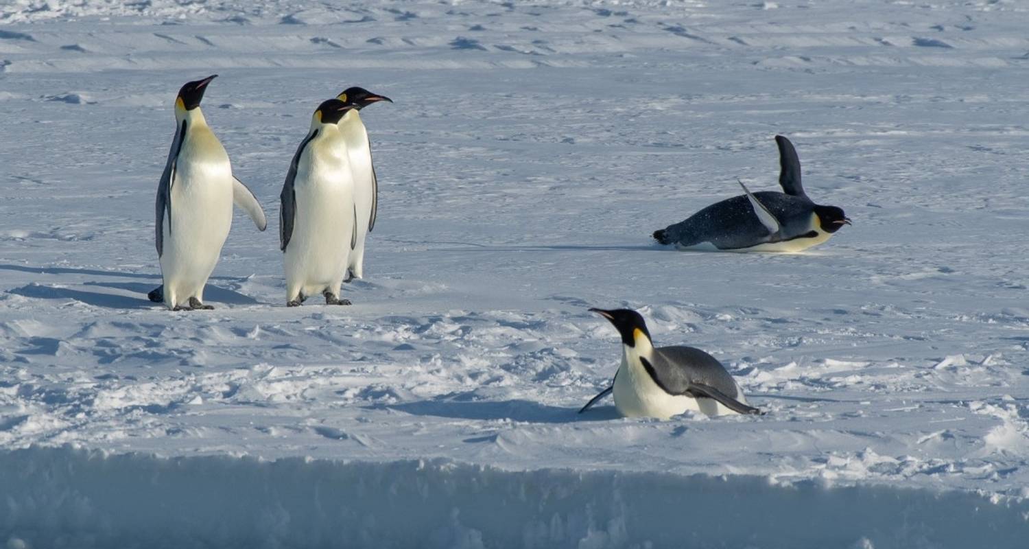 Antarktis und Kaiserpinguine – unterwegs zwischen Weddellmeer und Larsen Schelfeis - DIAMIR Erlebnisreisen