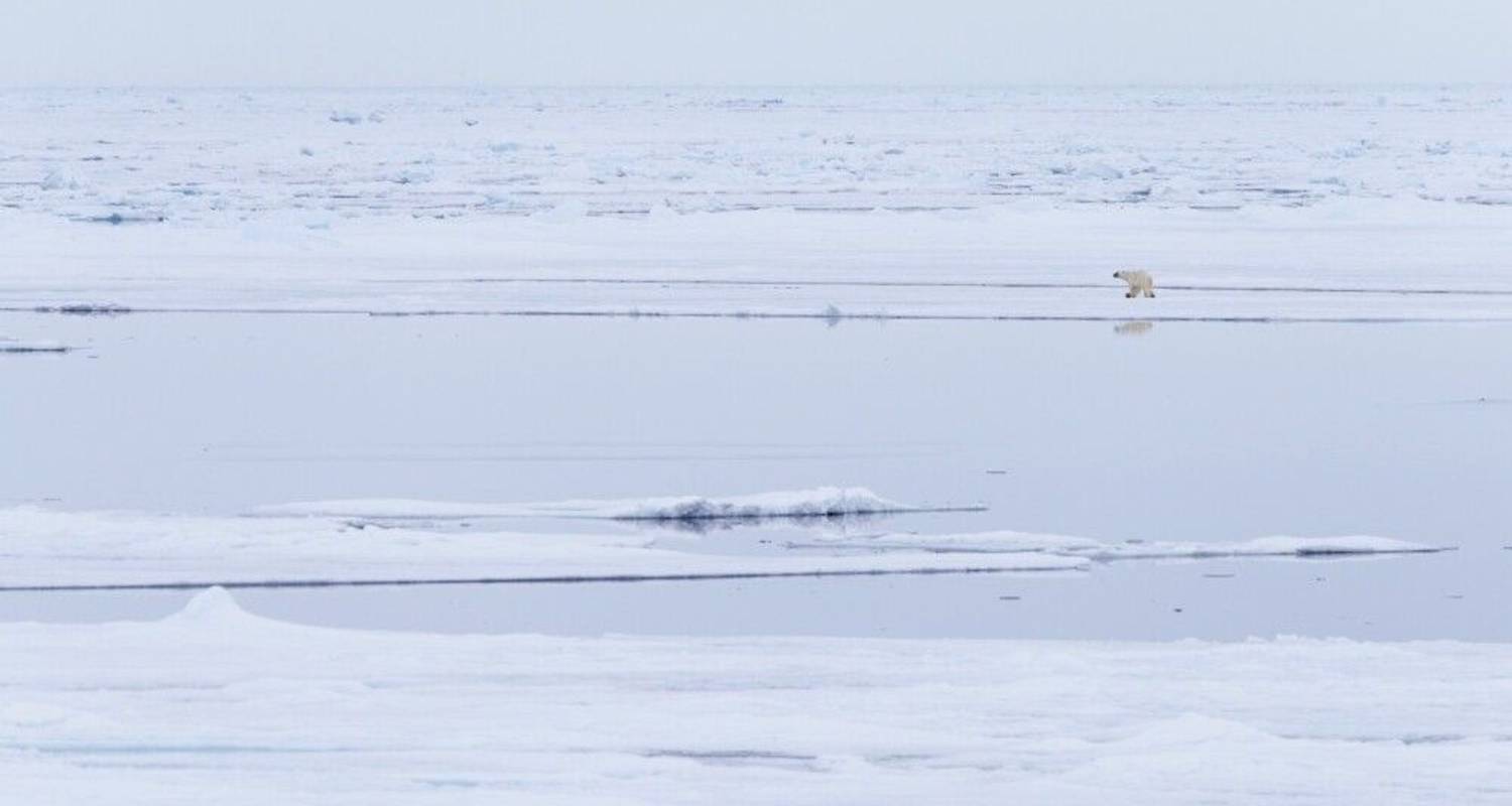 Spring Awakening in Spitsbergen