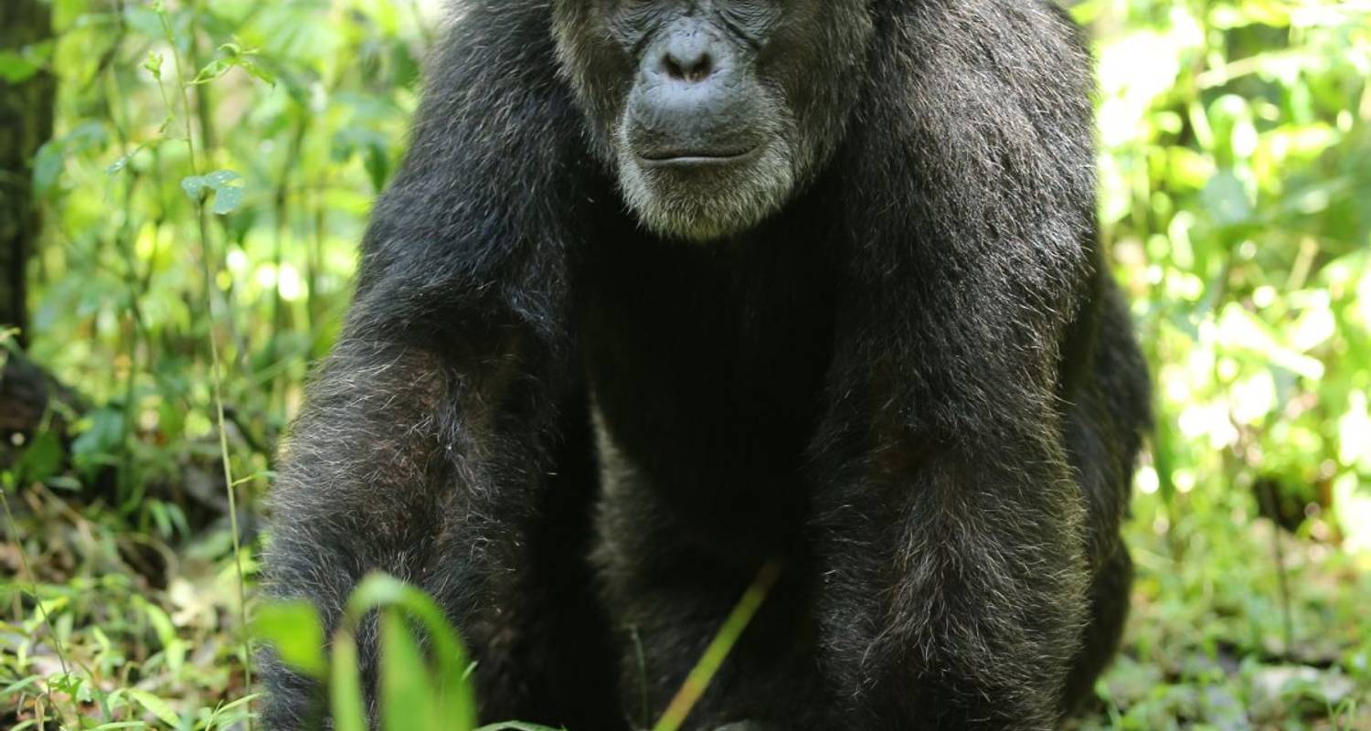 Mountain Gorillas and Chimpanzees - DIAMIR Erlebnisreisen