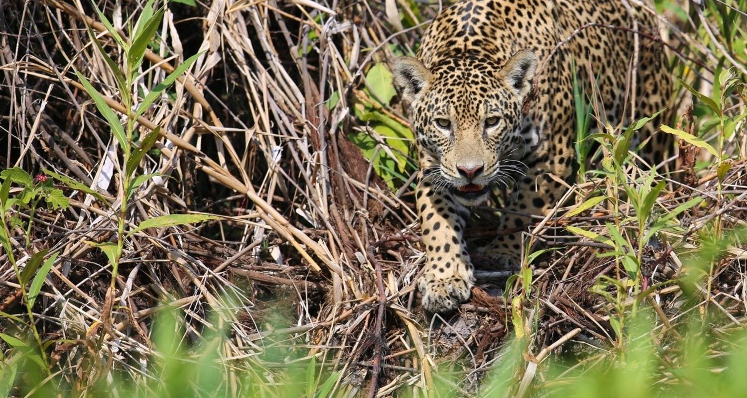 Wildlife Rondreizen in Cerrado