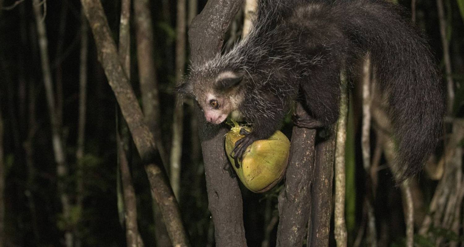 Hoogtepunten van Madagaskar - DIAMIR Erlebnisreisen