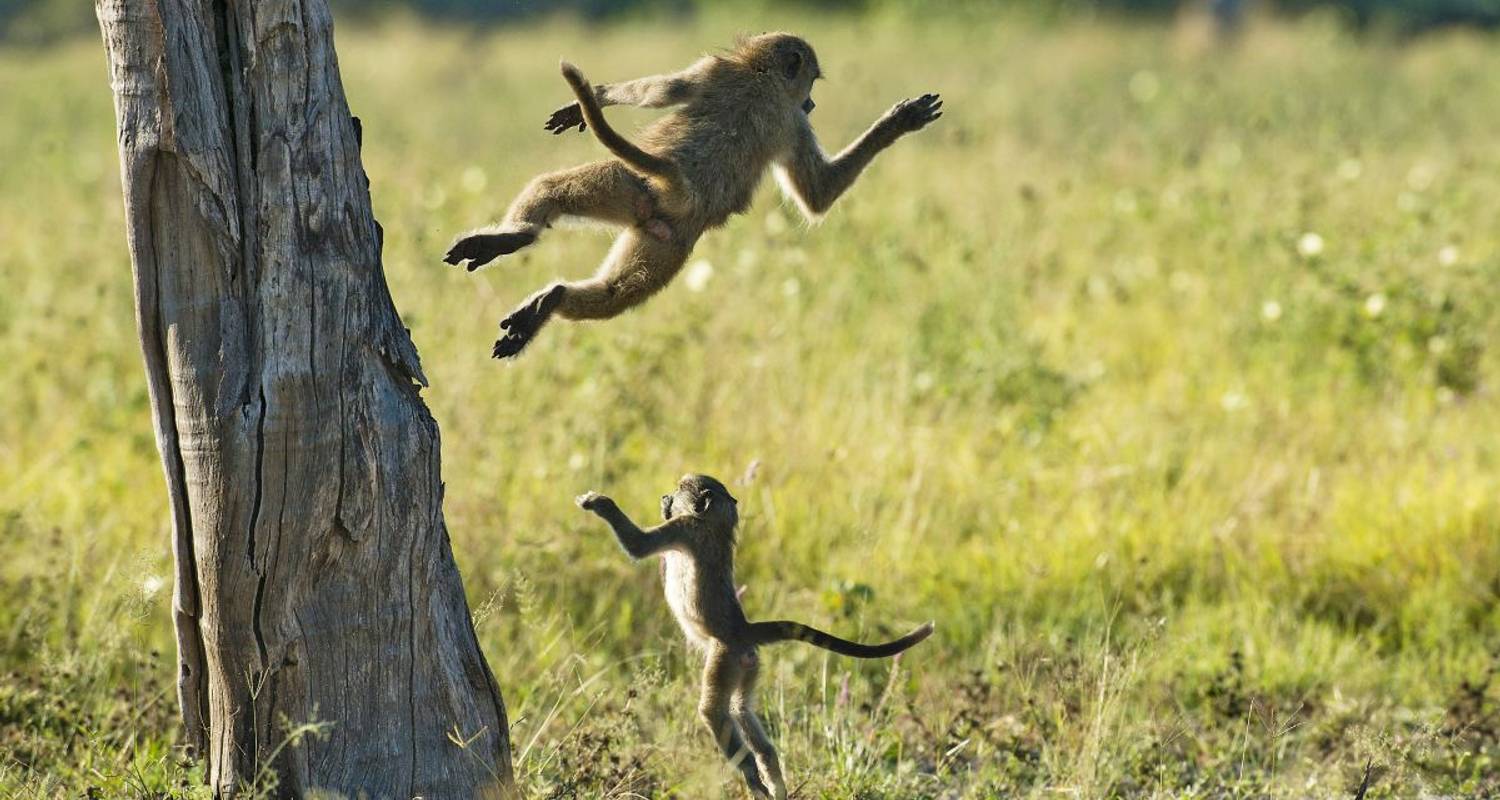 Botswana-Safari: Die Höhepunkte - DIAMIR Erlebnisreisen