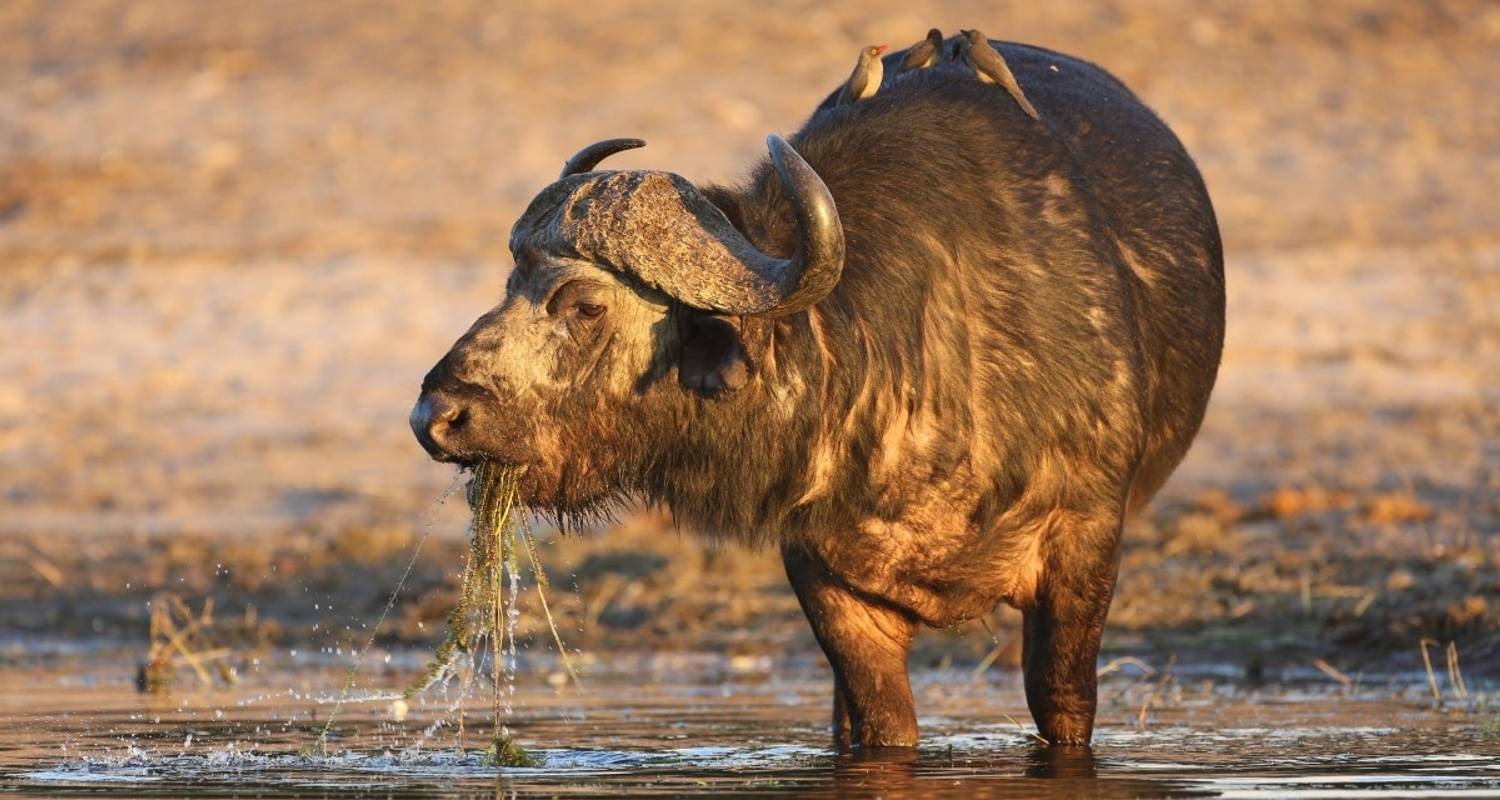 Okavango Delta Rundreisen