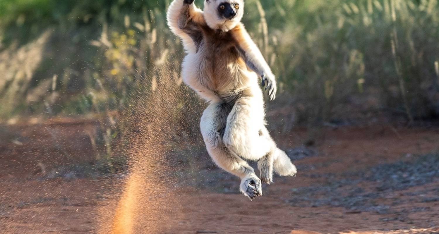 Safari des lémuriens et caméléons - DIAMIR Erlebnisreisen