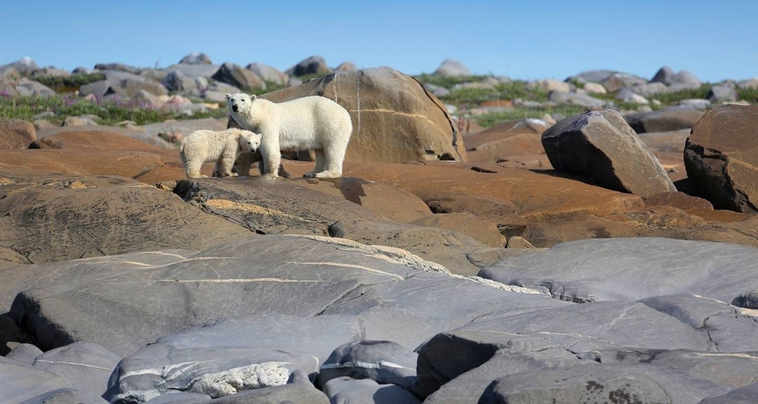 Osos polares y belugas en el río Churchill - DIAMIR Erlebnisreisen