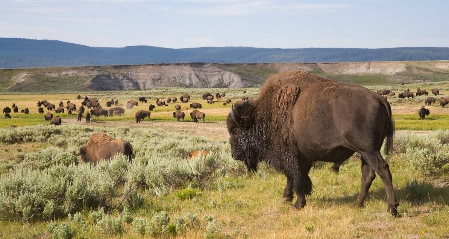 Wildlife - Land of Buffalo, Bears and Colorful Lagoons - DIAMIR Erlebnisreisen