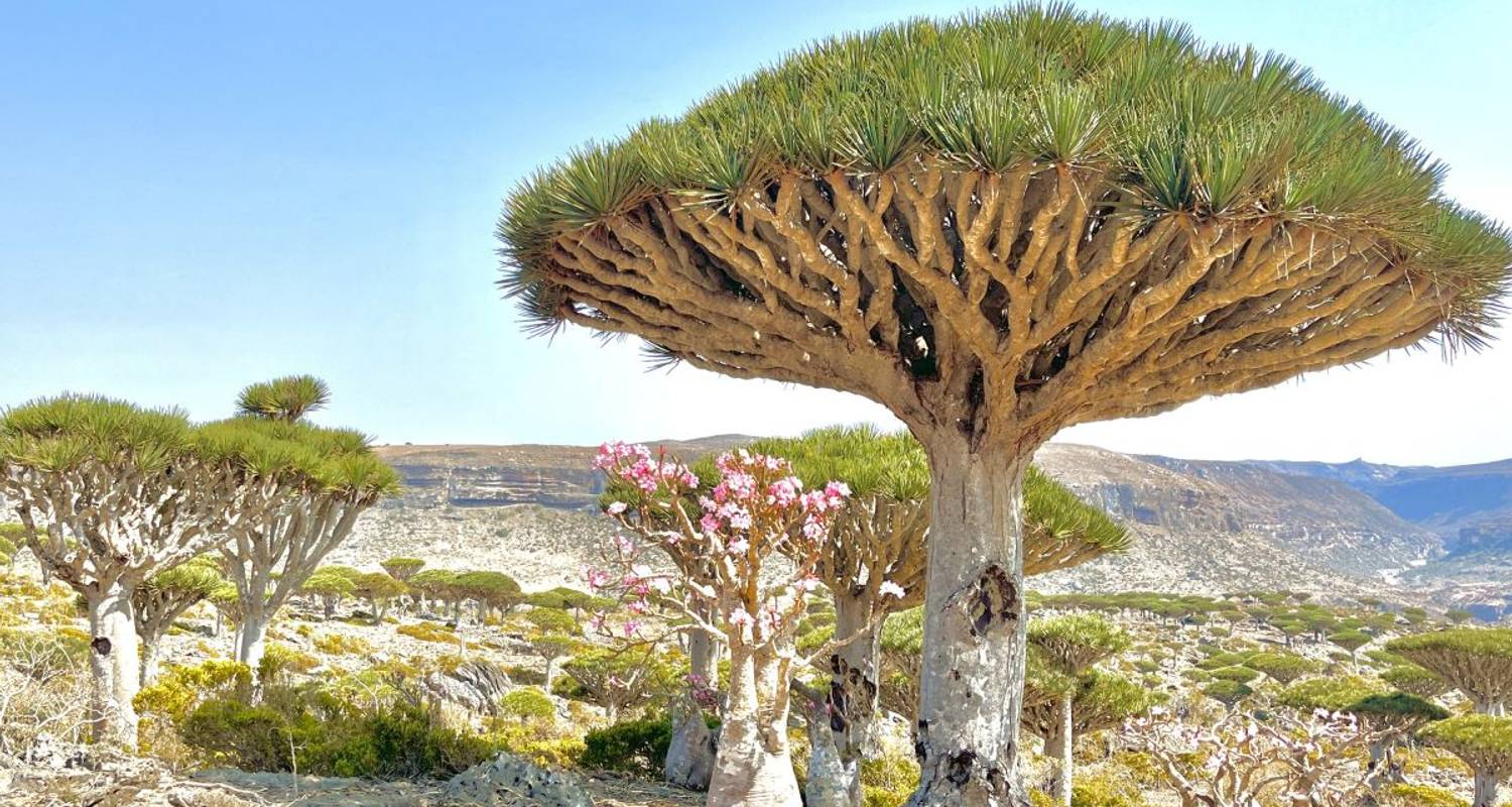 Socotra - Les îles Galapagos de l'océan Indien - DIAMIR Erlebnisreisen