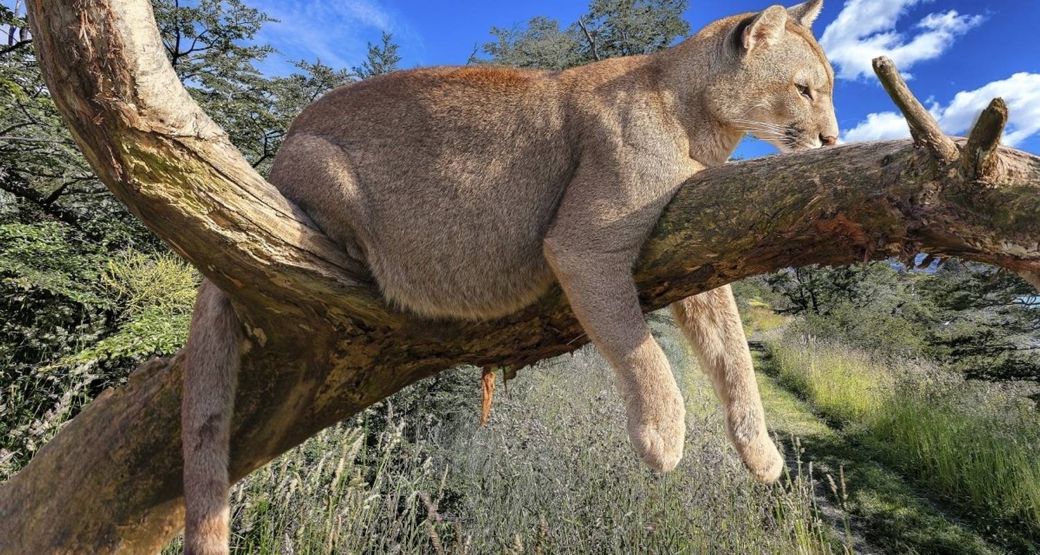 Voir des baleines et de pumas de tout près - DIAMIR Erlebnisreisen