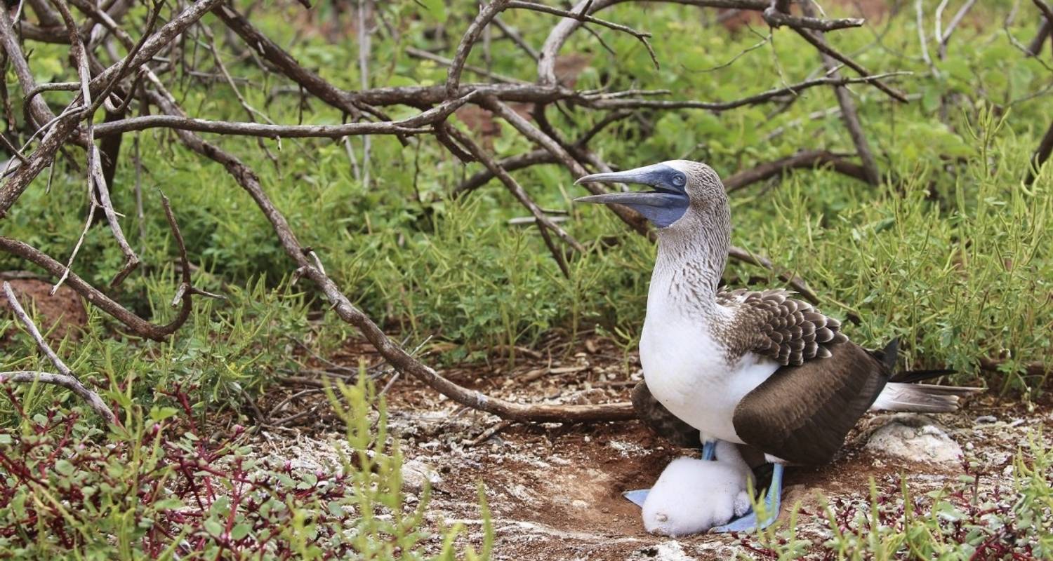 Highlights of Ecuador and Galapagos Island Hopping - DIAMIR Erlebnisreisen