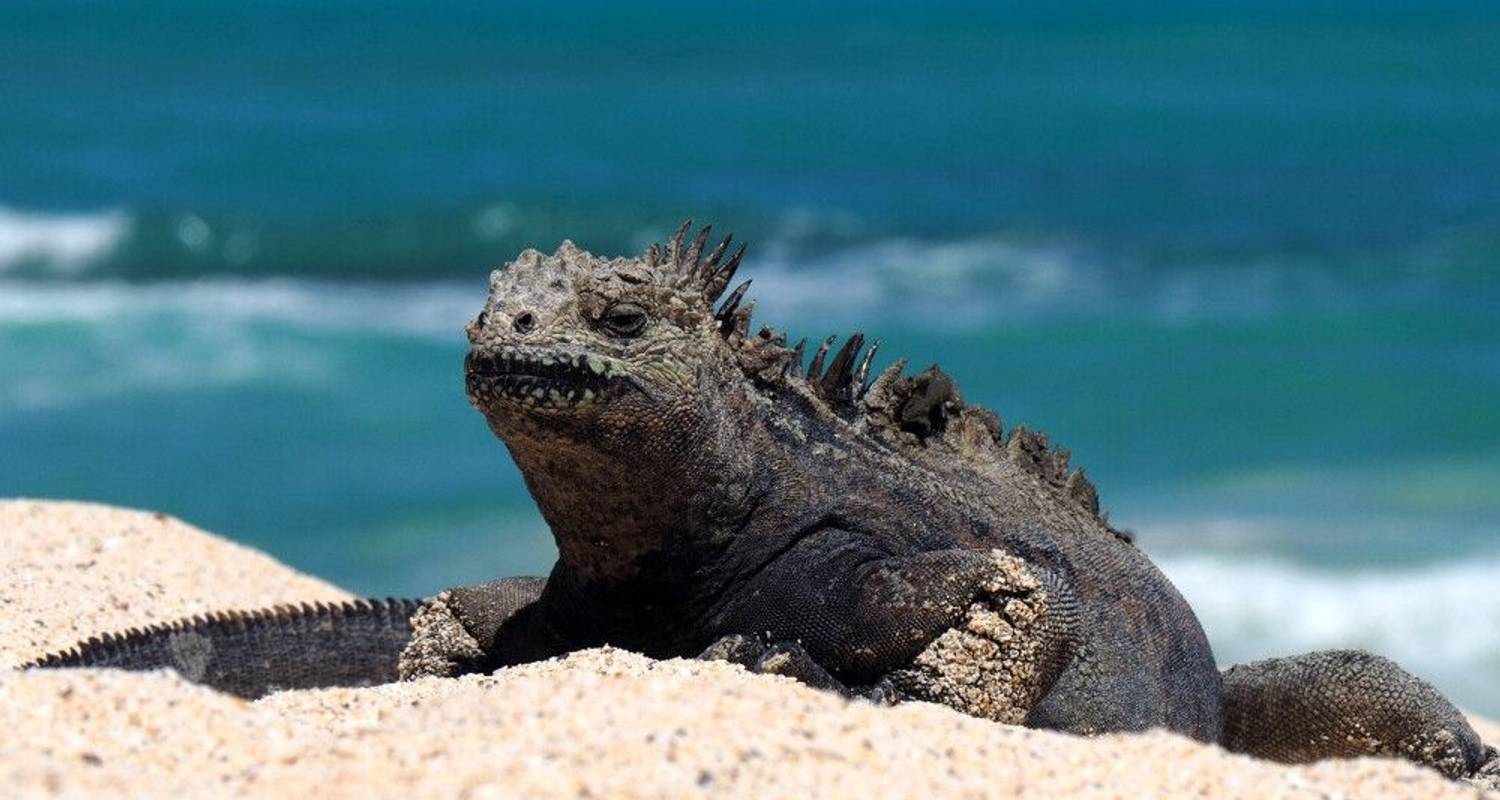 Focus sur les tortues géantes, les colibris et les singes hurleurs - DIAMIR Erlebnisreisen