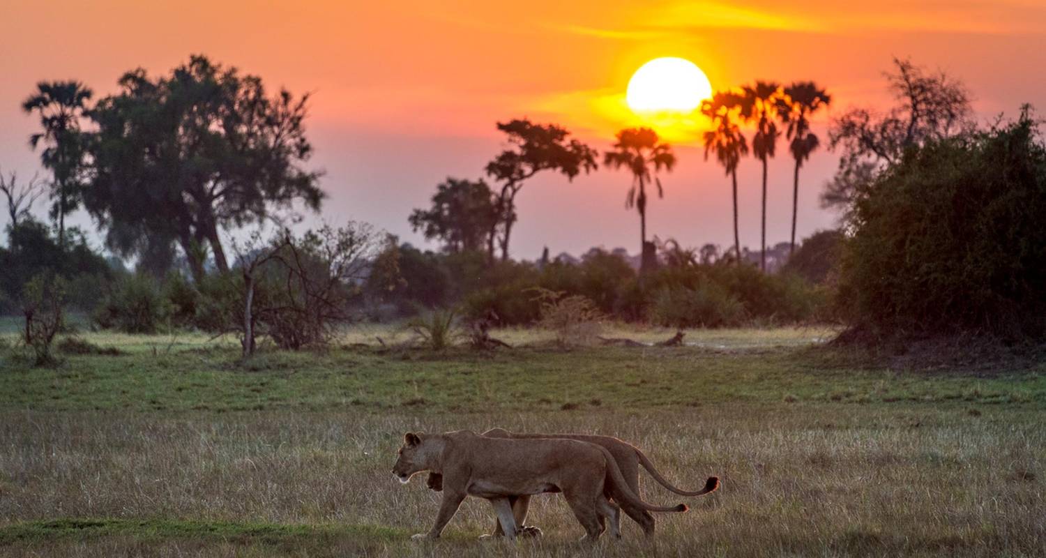 5-Day Okavango Delta & Moremi Reserve Experience - The Mzansi Experience