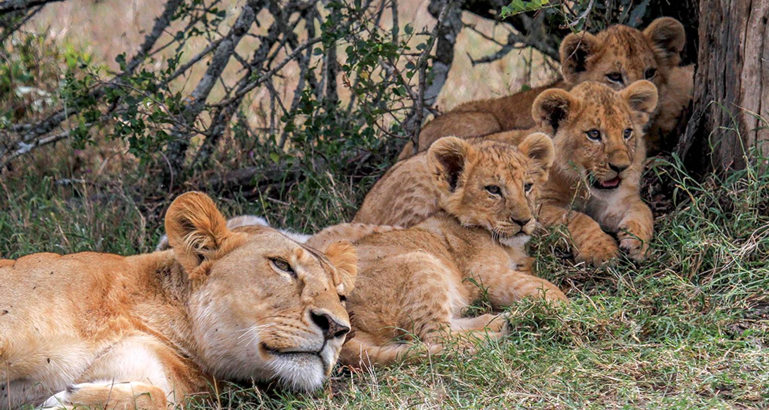 Safari familial au Kenya et en Tanzanie - Intrepid Travel